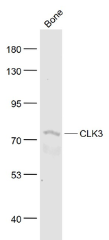 CLK3 Rabbit Polyclonal Antibody