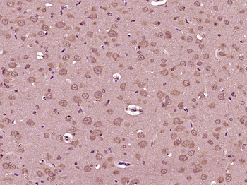BEX4 Rabbit Polyclonal Antibody
