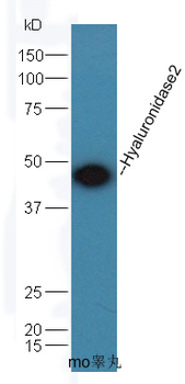 Hyaluronidase2 Rabbit Polyclonal Antibody