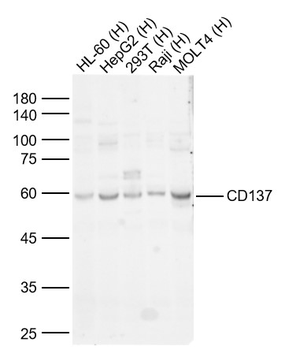ANGPTL3 Rabbit Polyclonal Antibody