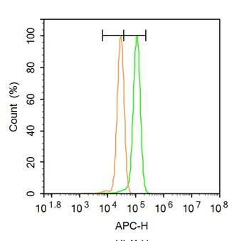 Bad Rabbit Polyclonal Antibody