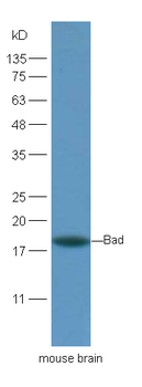 Bad Rabbit Polyclonal Antibody