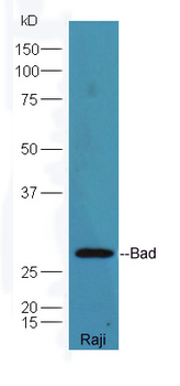 Bad Rabbit Polyclonal Antibody