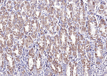 Phospho-BAD (Ser128) Rabbit Polyclonal Antibody