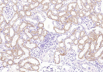 Phospho-BAD (Ser128) Rabbit Polyclonal Antibody