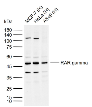 RAR gamma Rabbit Polyclonal Antibody