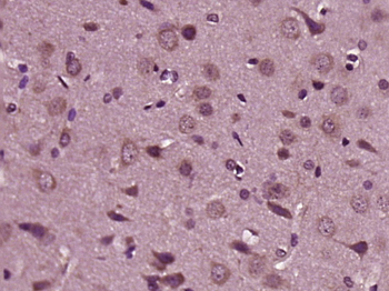 HRG beta 1 Rabbit Polyclonal Antibody