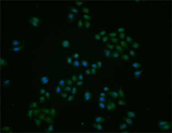 EZH1 Rabbit Polyclonal Antibody