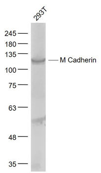 M Cadherin Rabbit Polyclonal Antibody