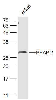 PHAPI2 Rabbit Polyclonal Antibody