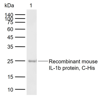 IL-1 Beta Rabbit Polyclonal Antibody