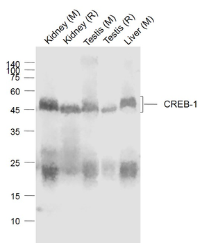 CREB-1 Mouse Polyclonal Antibody