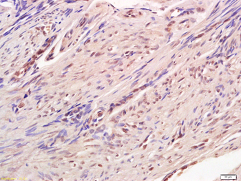 CREB-1 Mouse Polyclonal Antibody