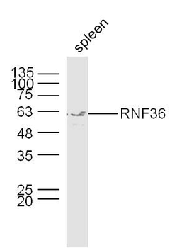 RNF36 Rabbit Polyclonal Antibody