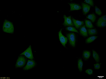 BCL2L1 Rabbit Polyclonal Antibody
