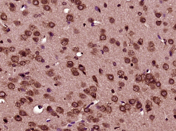 BCL2L1 Rabbit Polyclonal Antibody