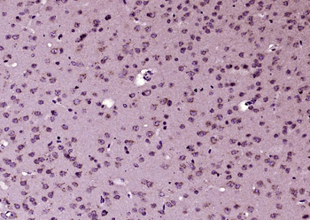 GPR39 Rabbit Polyclonal Antibody