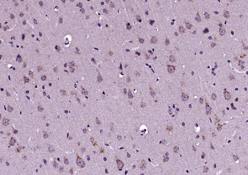 GPR39 Rabbit Polyclonal Antibody