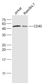 CD40/TNFRSF5 Rabbit Polyclonal Antibody