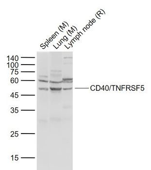 CD40/TNFRSF5 Rabbit Polyclonal Antibody