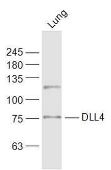 DLL4 Rabbit Polyclonal Antibody