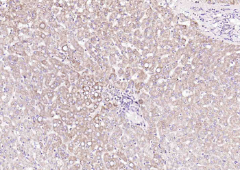 Angiopoietin-like 4 Rabbit Polyclonal Antibody