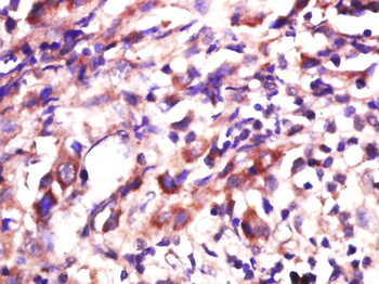 PBOV1 Rabbit Polyclonal Antibody