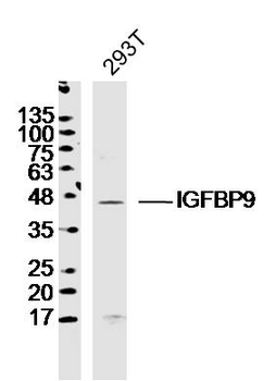 IGFBP9 Rabbit Polyclonal Antibody