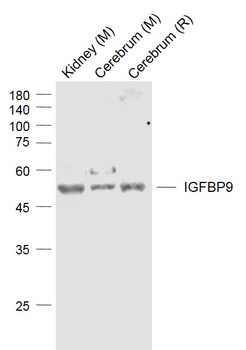 IGFBP9 Rabbit Polyclonal Antibody