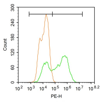 SMARCB1 Rabbit Polyclonal Antibody
