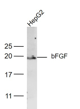 FGF2 Rabbit Polyclonal Antibody