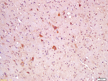 Wnt8A Rabbit Polyclonal Antibody