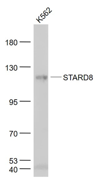 STARD8 Rabbit Polyclonal Antibody