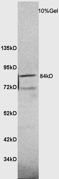 NTR3 Rabbit Polyclonal Antibody