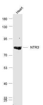 NTR3 Rabbit Polyclonal Antibody