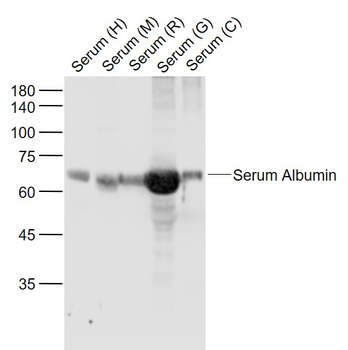 Bovine Serum Albumin Rabbit Polyclonal Antibody