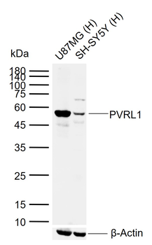 PVRL1 Rabbit Polyclonal Antibody