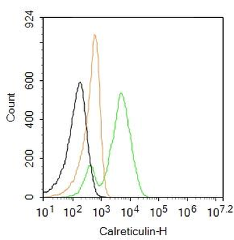 Calreticulin Rabbit Polyclonal Antibody (FITC)