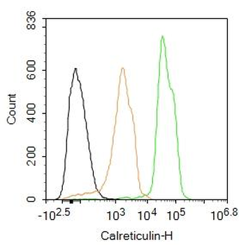 Calreticulin Rabbit Polyclonal Antibody (FITC)