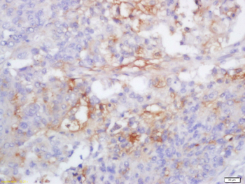 Caspase-1 P10 Rabbit Polyclonal Antibody