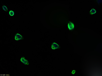 Caspase-3 Rabbit Polyclonal Antibody