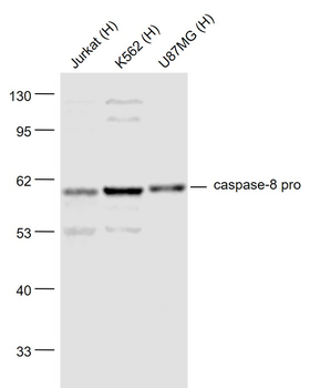 Caspase 8 Rabbit Polyclonal Antibody