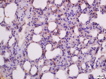 Caspase-9 Rabbit Polyclonal Antibody