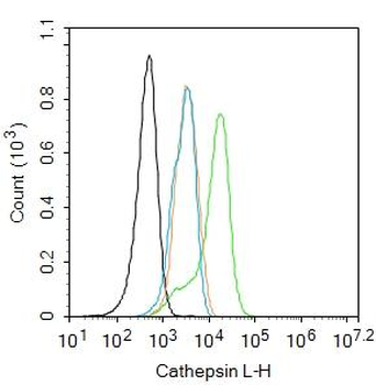 Cathepsin L Rabbit Polyclonal Antibody