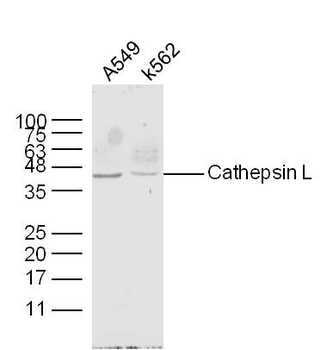 Cathepsin L Rabbit Polyclonal Antibody