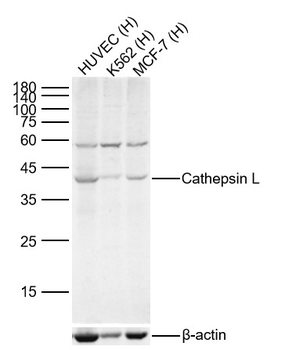 Cathepsin L Rabbit Polyclonal Antibody