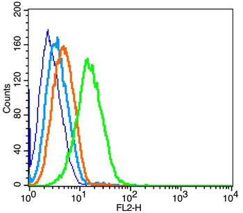 CCR7 Rabbit Polyclonal Antibody