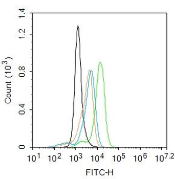 CCR7 Rabbit Polyclonal Antibody