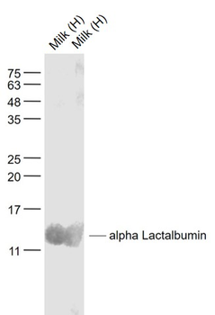 Alpha Lactalbumin Rabbit Polyclonal Antibody