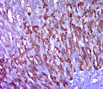 CD28 Rabbit Polyclonal Antibody
